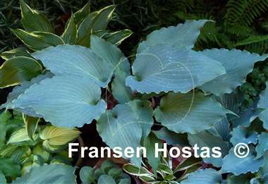 Hosta Skywriter